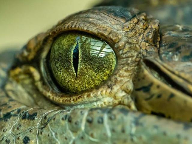 Phát hiện loài cá sấu “vua đầm lầy” khổng lồ hung bạo từng sống ở Úc