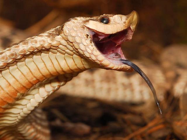 Những loài rắn kỳ dị: Rắn thông minh, giả chết như thật