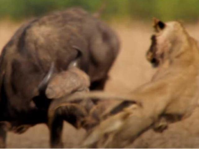 Đang săn mồi thì xảy ra mâu thuẫn, đàn sư tử để trâu rừng xổng ngay trước mắt