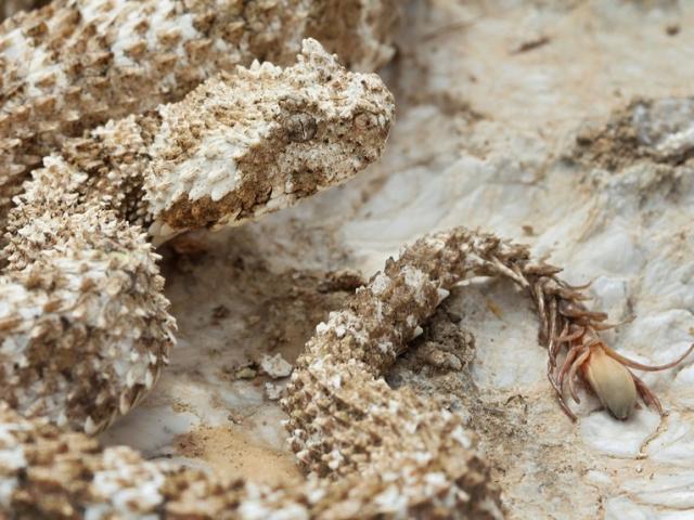 Những loài rắn kỳ dị trên thế giới: Rắn độc dùng đuôi giả làm nhện để nhử con mồi
