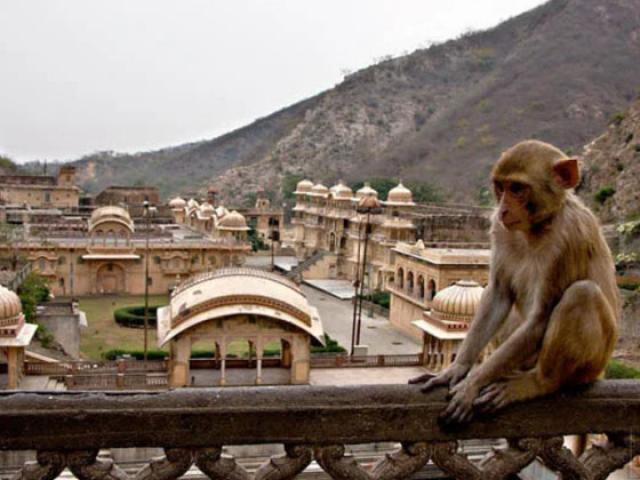 Ngôi đền được xây dựng cho khỉ ở Ấn Độ, xa hoa chẳng khác gì cung điện