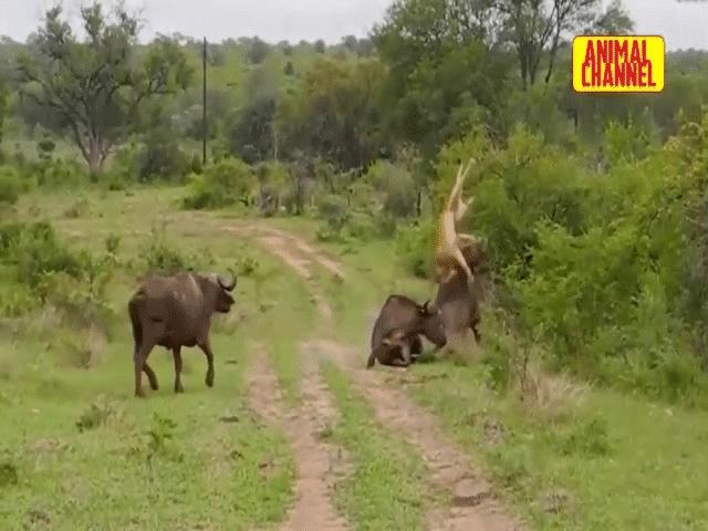 Video: Đang ghì chặt con mồi, sư tử cái bị trâu rừng húc văng lên không trung