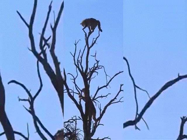 Video: Mèo hoang đen đủi gặp phải linh miêu hung dữ, đánh đuổi lên tận ngọn cây cao