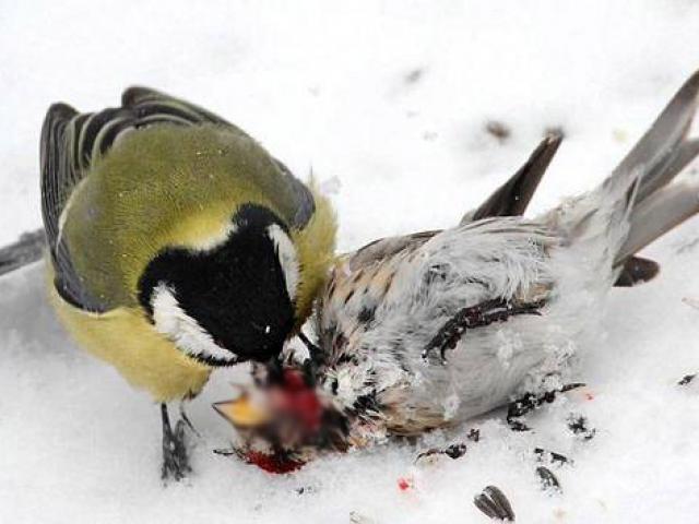 Loài chim đáng yêu bỗng ”trở mặt” thành sát thủ khát máu