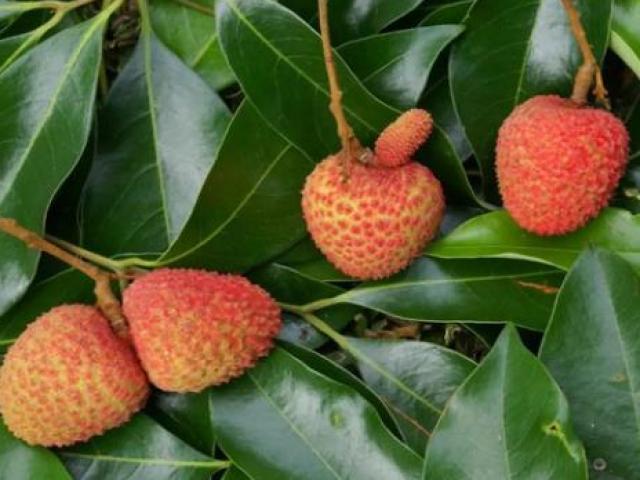 6 loại quả Việt lọt top quả lạ nhất thế giới, có quả chỉ dùng để... cúng