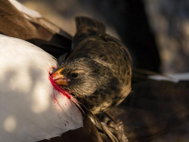Bí ẩn loài chim ”ma cà rồng” chuyên tấn công và hút máu con mồi để sinh tồn