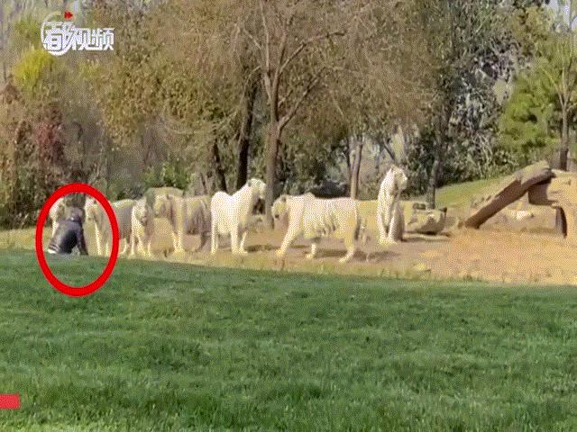 Video: Người đàn ông vượt rào điện tử lao đến đối đầu với 7 con hổ cùng lúc
