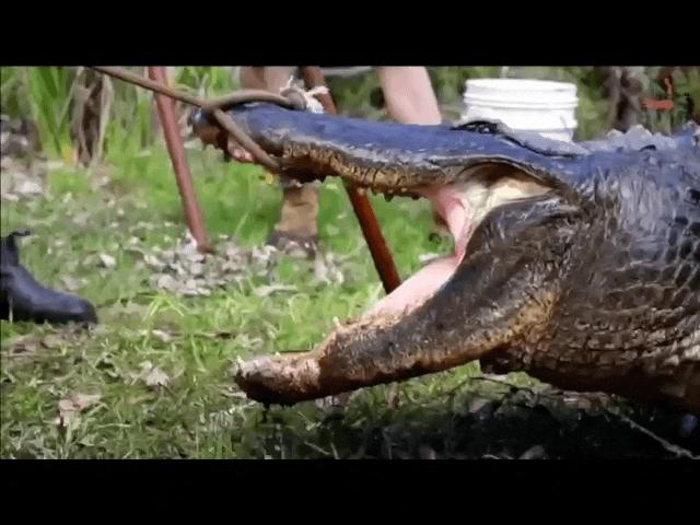 Video: Chục nhân viên vườn thú ”đánh vật” với cá sấu nặng cứng đầu nặng 350kg