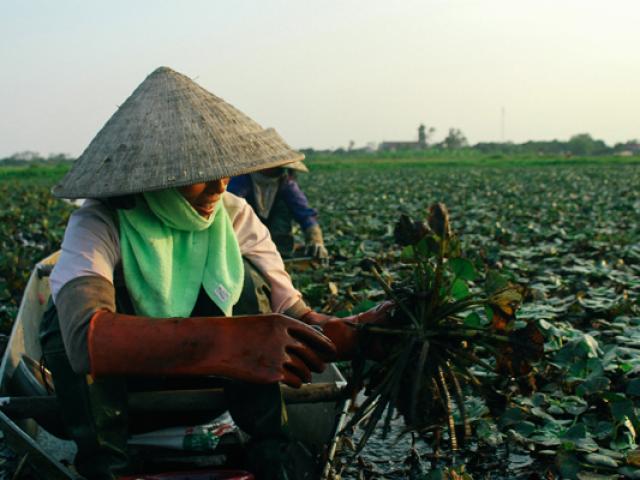 Dân thu gần trăm triệu/năm nhờ trồng loại cây có củ đen sì, gai sắc nhọn