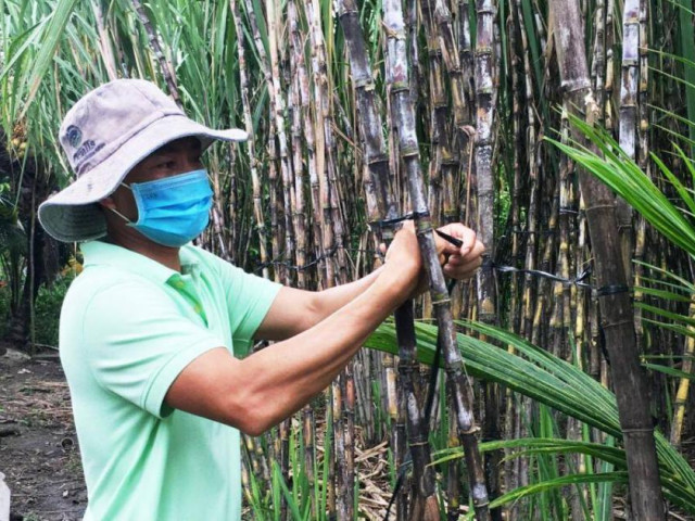 Giá mía tăng kỷ lục, nông dân phấn khởi sau nhiều năm thua lỗ