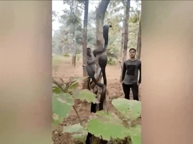 Video: Thả 3 rắn hổ mang về rừng, chứng kiến điều khó tin sau đó