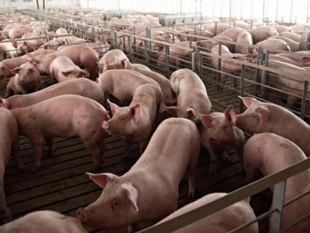 Giá thịt lợn tại Trung Quốc tăng mạnh 5 tuần liên tiếp: Ở Việt Nam, diễn biến giá ra sao?