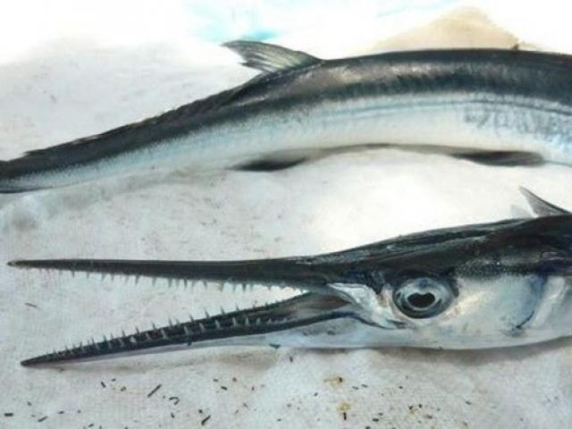Loài cá nhìn như ”sát thủ” nhưng là đặc sản nổi tiếng ở Việt Nam, bán kiếm bộn tiền