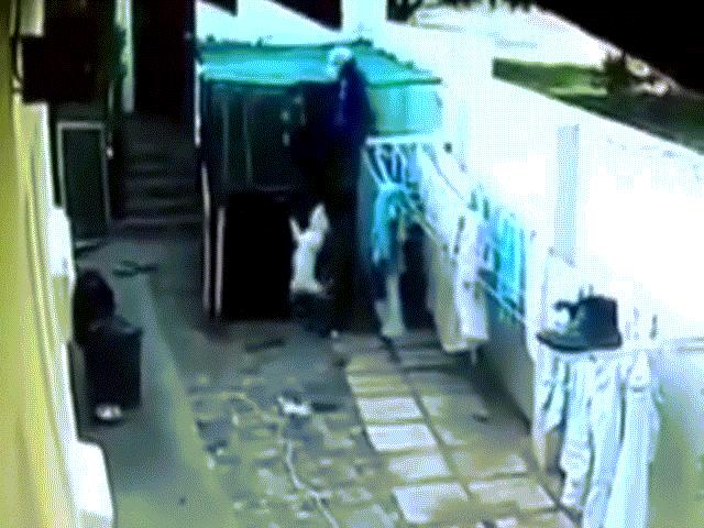 Video: Đột nhập nhà dân, tên trộm bị 2 con chó Pitbull cắn chặt vào chân