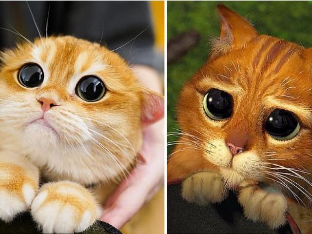 Clip: Chú mèo với đôi mắt khẩn cầu trở thành ngôi sao Instagram