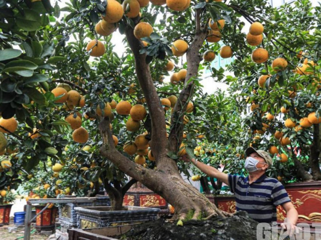 Bưởi cảnh cổ thụ giá 50 triệu đồng xuống phố chờ đại gia ”đón” về chơi Tết