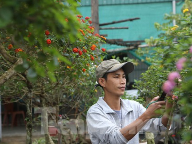 Biến hoa dại thành bonsai tiền triệu thu hút khách mua chơi Tết