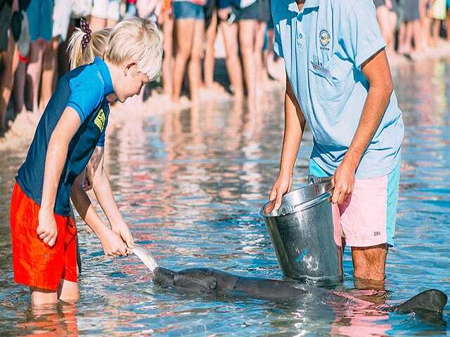 Vùng biển kì lạ ở Úc, cá heo bơi vào bờ chơi với du khách mỗi ngày