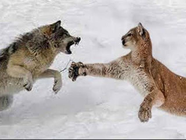 Trận tử chiến giữa chó sói và sư tử núi, kết cục ra sao?