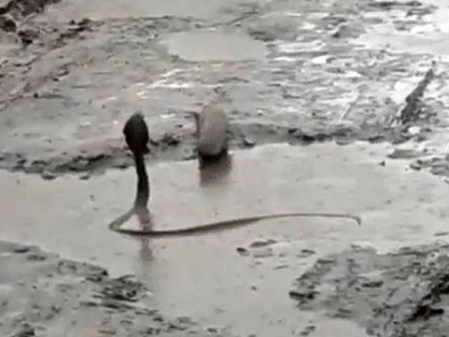 Cuộc tử chiến dưới vũng bùn giữa cầy Mangut và rắn hổ mang, con nào sẽ thắng?