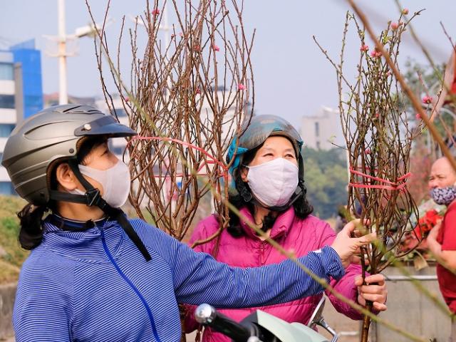 Hà Nội: Đào Nhật Tân bán đầy chợ, người dân chi tiền triệu “chơi Tết” sớm