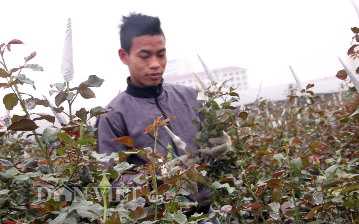 200 đồng một bông cúc: Nông dân Tây Tựu lại bán giá lỗ - 3