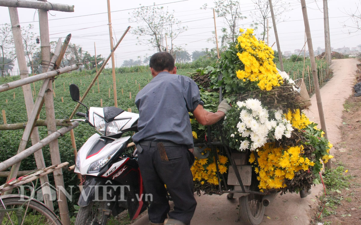 Vừa thu hoạch một xe hoa, ông Thắng ở một vườn hoa cạnh bên bộc bạch: &#34;Chưa năm nào giá hoa lại thê thảm như năm nay. Vụ trước Tết, chúng tôi đã không được ăn Tết vui vẻ rồi, chỉ còn biết trông chờ vào cái rằm tháng Giêng này, bao nhiêu công chăm sóc, phun thuốc, bắc điện sưởi ấm cho hoa để mong bây giờ hòa vốn thế mà ai ngờ giá hoa lại rẻ đến vậy.&#34;
