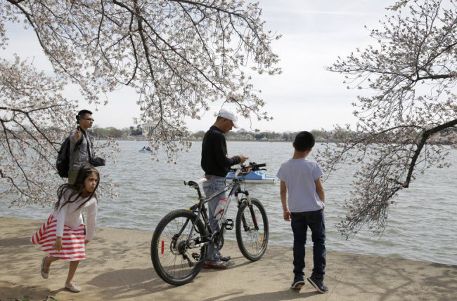 Hoa anh đào tạo nên khung cảnh thơ mộng cho hồ Tidal Basin.