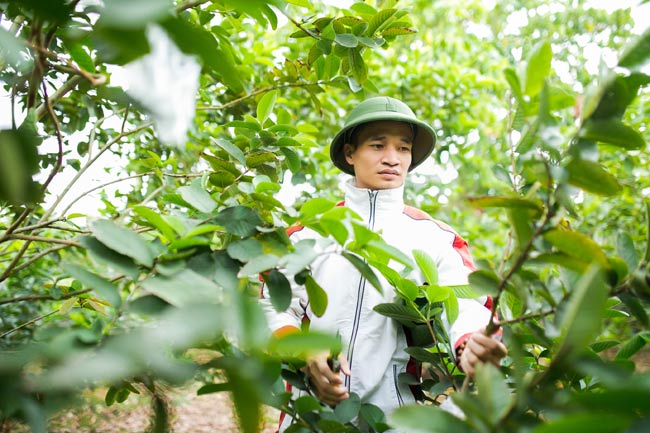 Anh khoe, năm nay ổi cho thu hoạch tốt, lại được giá nên gia đình anh cũng có một cái Tết no đủ.&nbsp;