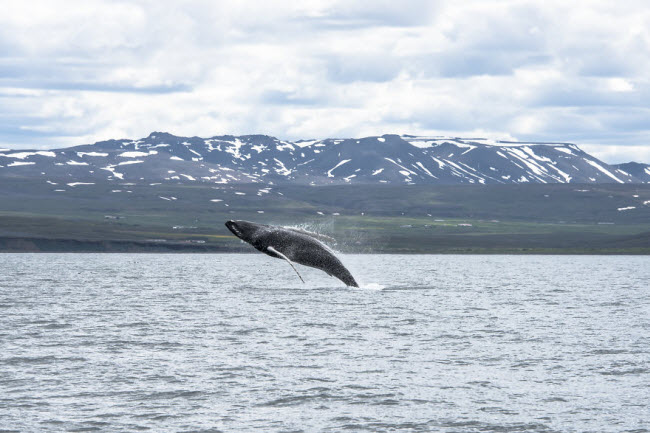 Tới Iceland, bạn cũng có cơ hội tận mắt chứng kiến cảnh cá voi lưng gù nặng 16 tấn lao lên khỏi mặt nước biển.