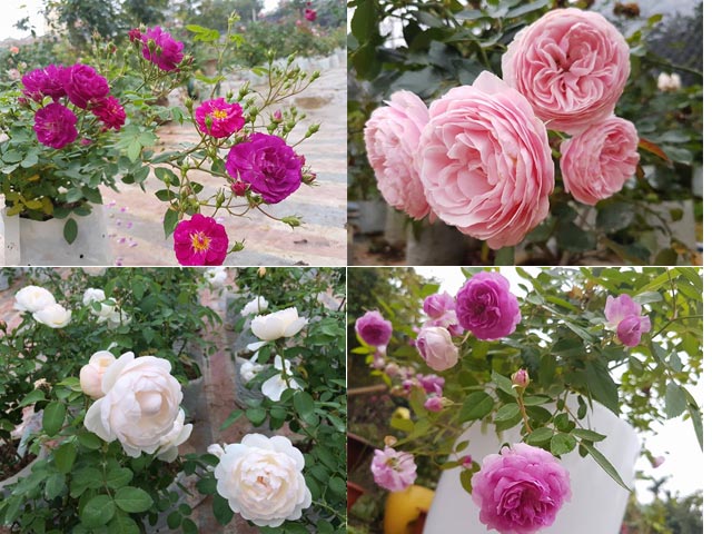 Ghé thăm vườn hồng không mất phí và đẹp hơn lễ hội hoa hồng