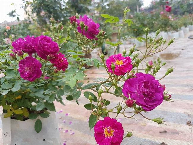 Tại khu vực Quảng Bá &#40;Hà Nội&#41; có một vườn hồng tuyệt đẹp với hàng nghìn cây hồng cổ và hồng ngoại được nhập về ở nhiều nước trên thế giới