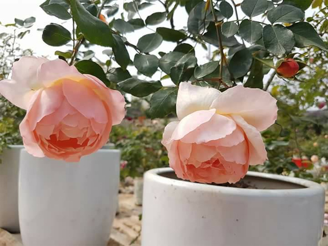 Đặc biệt, ở vườn hồng chị Tuyết có các giống treeroses tuyệt đẹp
