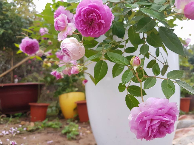 Những chậu hoa&nbsp;&nbsp;aunt margy&#39; chi chít hoa&nbsp;