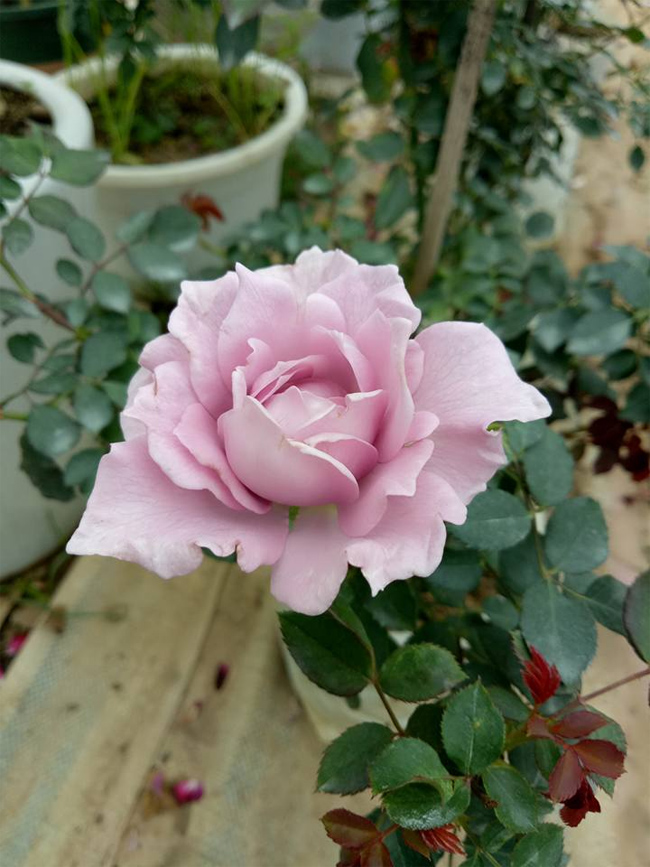 Lavender Crystal thơm nức mũi và hoa rất to