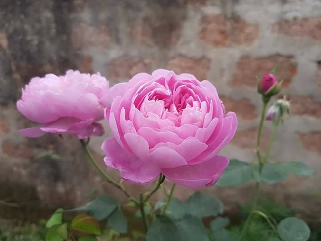 &nbsp;Charles Rennie Mackintosh - một loài hồng thơm mùi việt quất