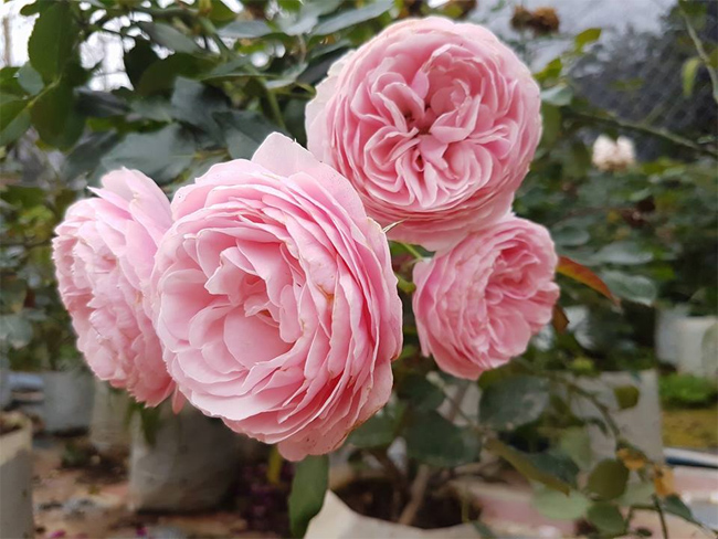 Những bông hồng to hơn cả vòm bát