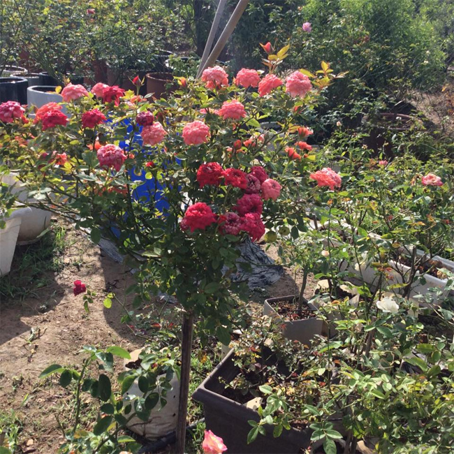 Cây treerose giống ngoại được ghép với thân hồng dại rất sai hoa