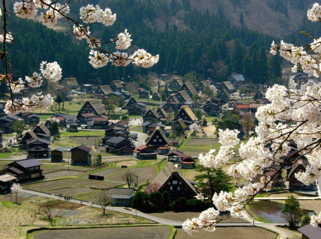 Hoa anh đào ở làng Shirakawa-go nở rộ nhất vào cuối tháng 4. Du khách có thể lên đỉnh núi Shiroyama để chiêm ngưỡng phong cảnh ở đây vào mùa xuân như trong bức ảnh này.