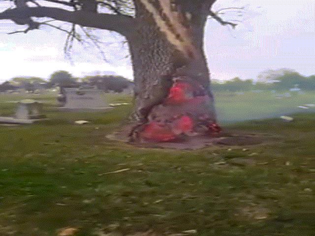 Kì lạ gốc cây cháy ruột không cháy vỏ trong nghĩa trang Mỹ