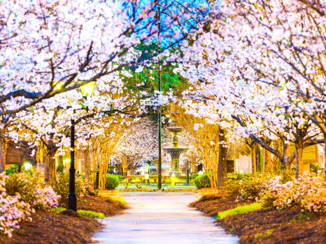 Mặc dù vậy, Washington hay Nhật Bản không phải là “Thủ đô hoa anh đào của thế giới”. Danh hiệu này thuộc về thành phố Macon, Georgia.
