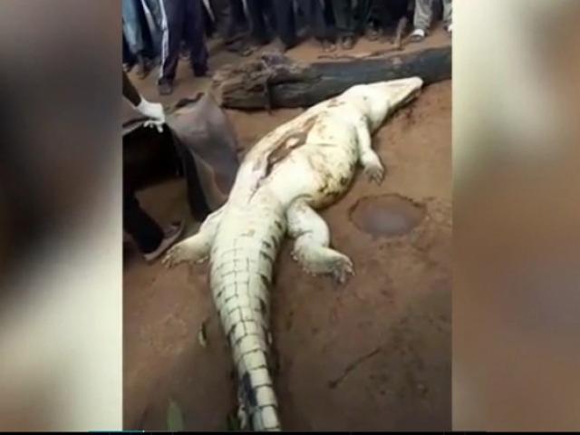 Zimbabwe: Mổ bụng cá sấu phát hiện bé 8 tuổi bên trong