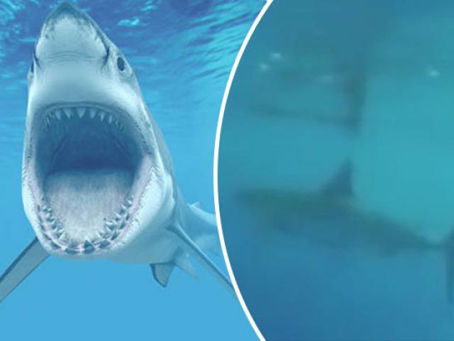 Mỹ: Bị cá mập trắng vây hãm, vẫn dũng cảm làm điều này