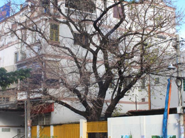 Lạ kỳ cây sộp cổ thụ trổ lộc trắng cành đúng năm mới 2018 ở Sài Gòn