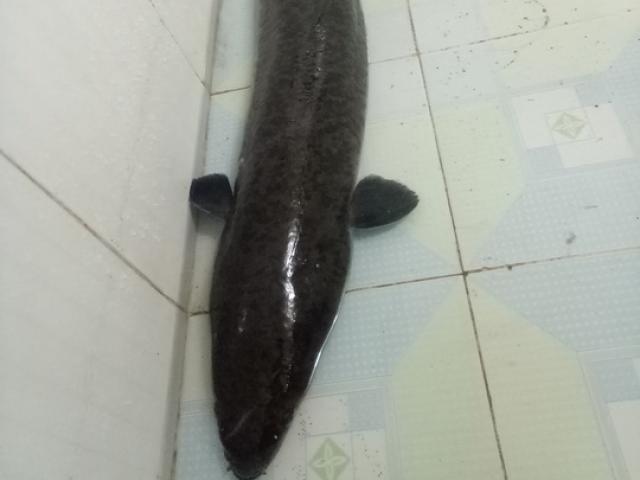 Tin tức trong ngày - Đầu năm bắt được cá lệch “khủng” dài 1,6 m, nặng 10 kg