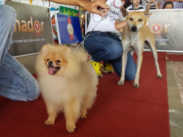 Tin tức trong ngày - Đầu năm, chiêm ngưỡng dàn chó đẹp "khoe hình thể"