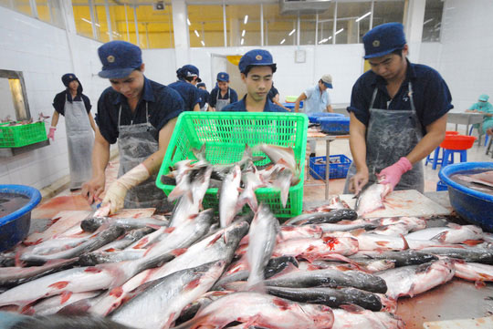 Cá tra bội thu: Tránh phụ thuộc Trung Quốc - 1
