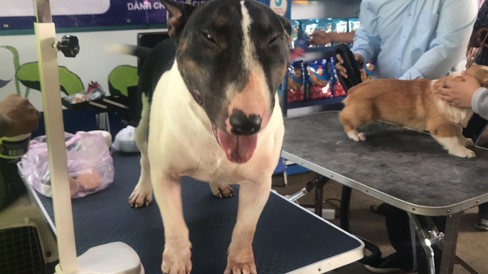 Đầu năm, chiêm ngưỡng dàn chó đẹp "khoe hình thể" - 10