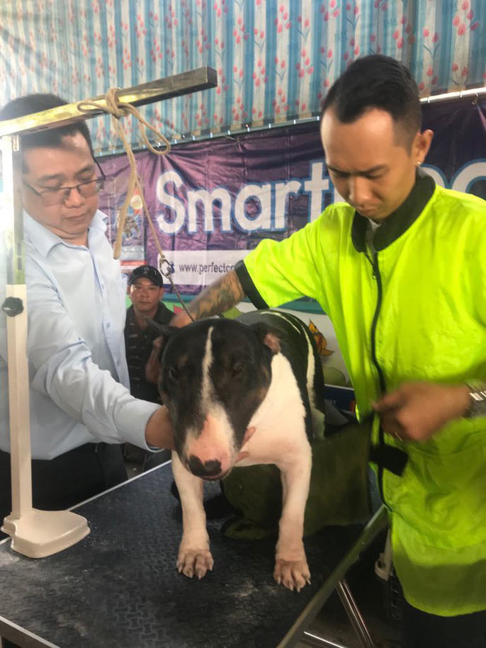 Đầu năm, chiêm ngưỡng dàn chó đẹp "khoe hình thể" - 11