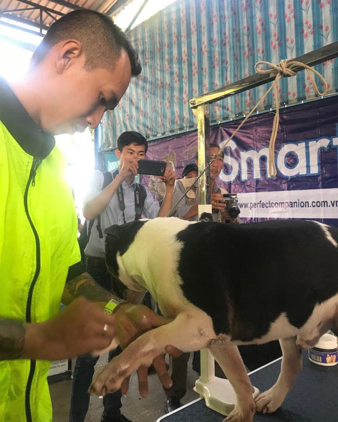 Đầu năm, chiêm ngưỡng dàn chó đẹp "khoe hình thể" - 12